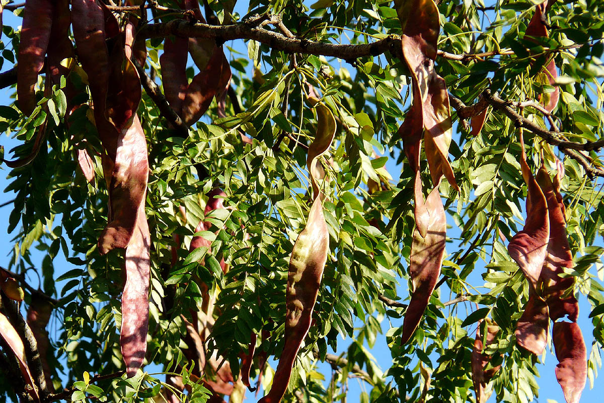 Honeylocust  - thornless leaves and pods